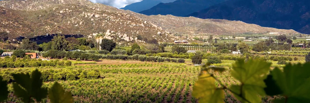 Valle de Guadalupe